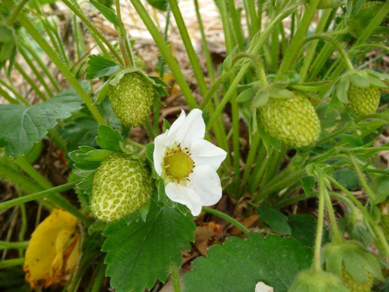 Young Strawberries